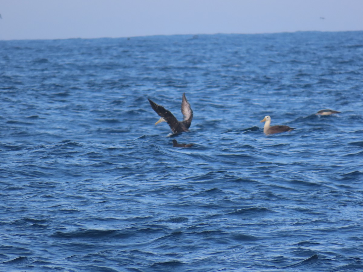 Waved Albatross - ML633426131