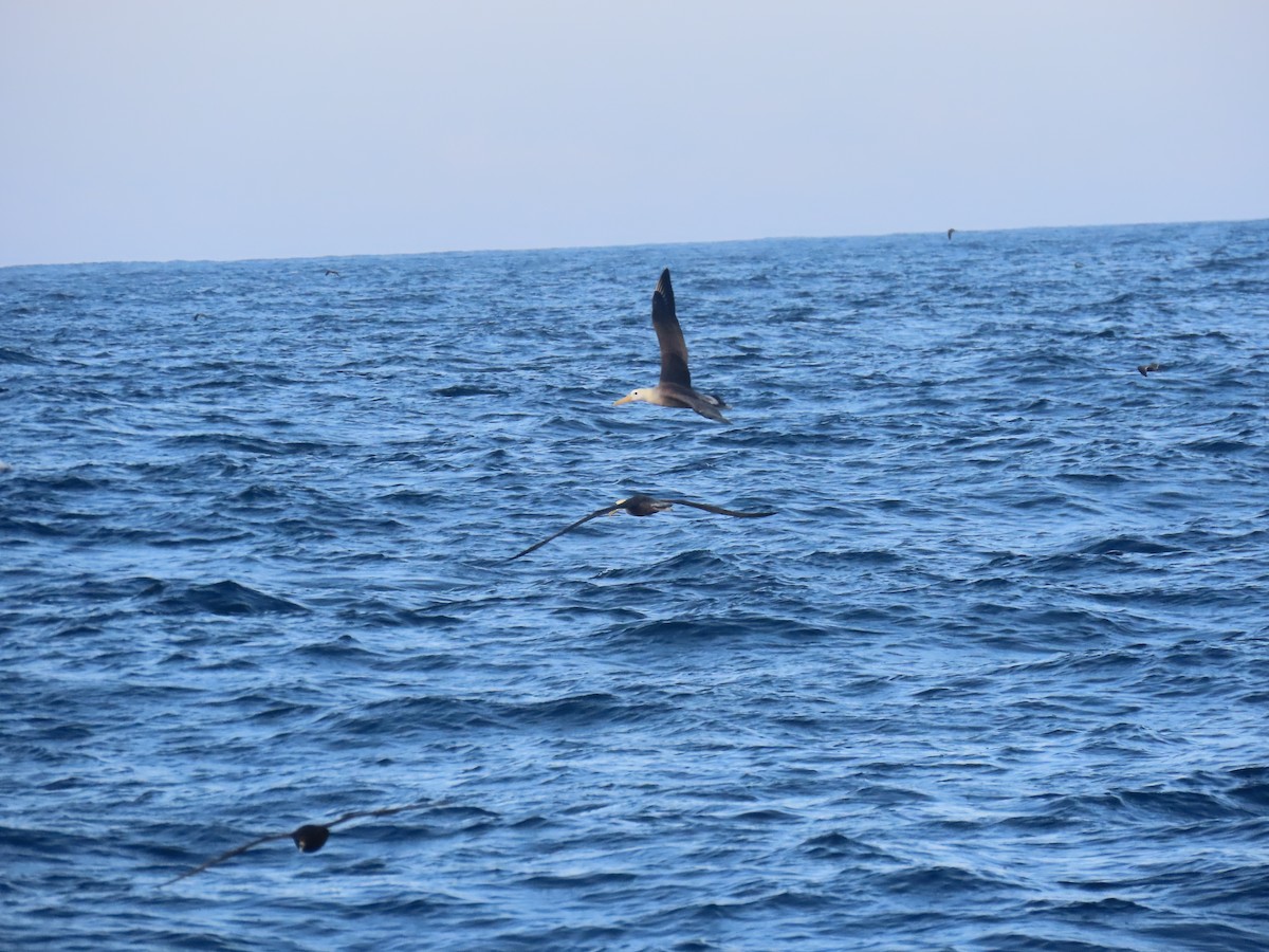 Waved Albatross - ML633426132