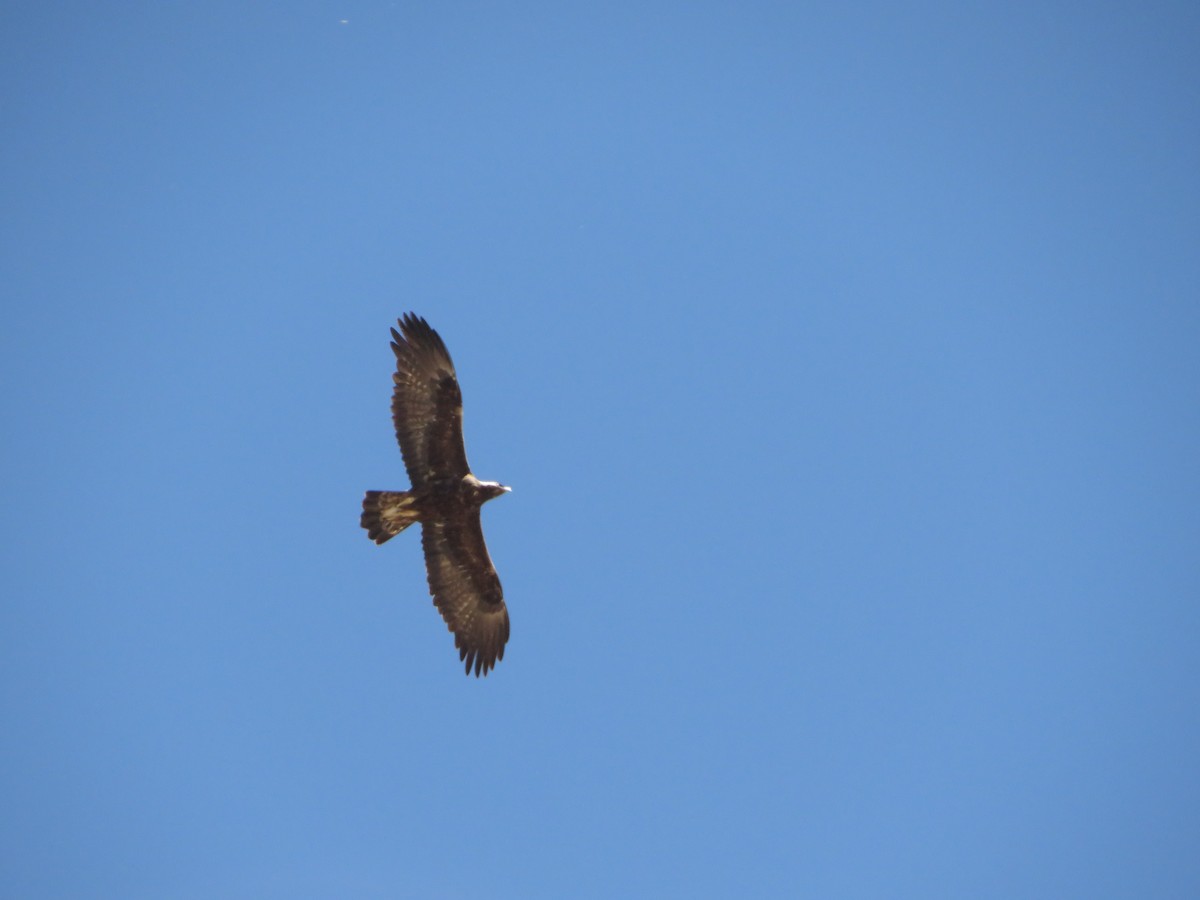 Golden Eagle - ML633426192