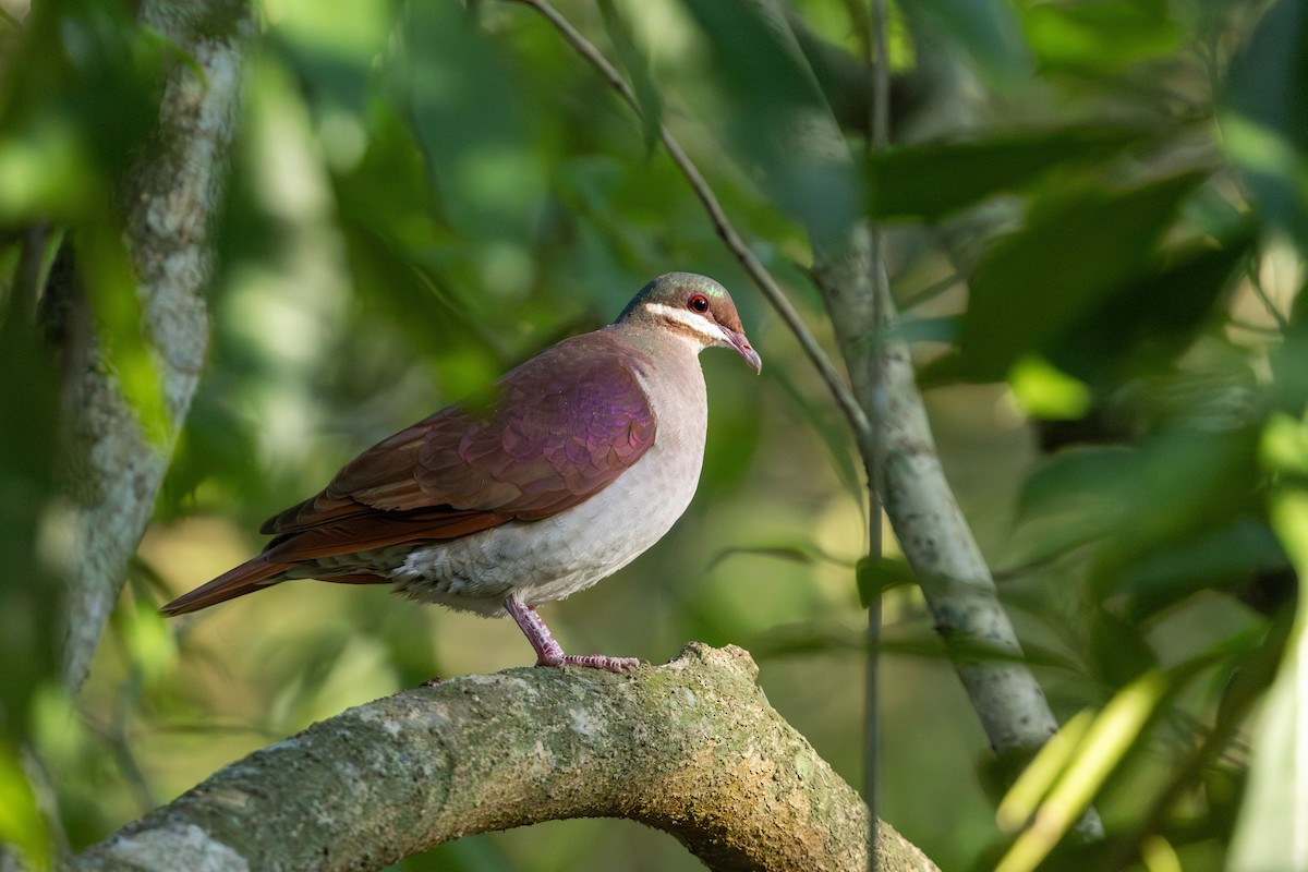 Key West Quail-Dove - Cory Gregory