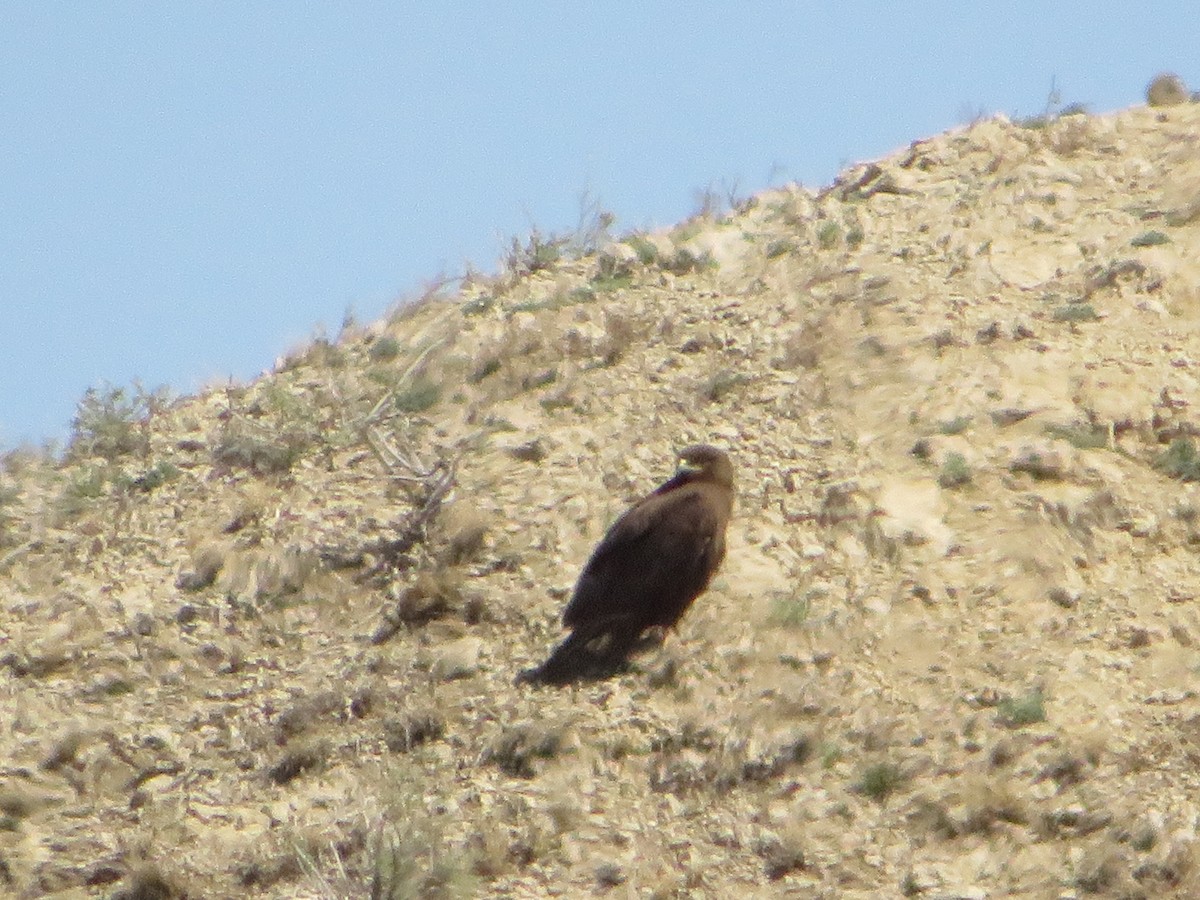 Golden Eagle - ML633426224