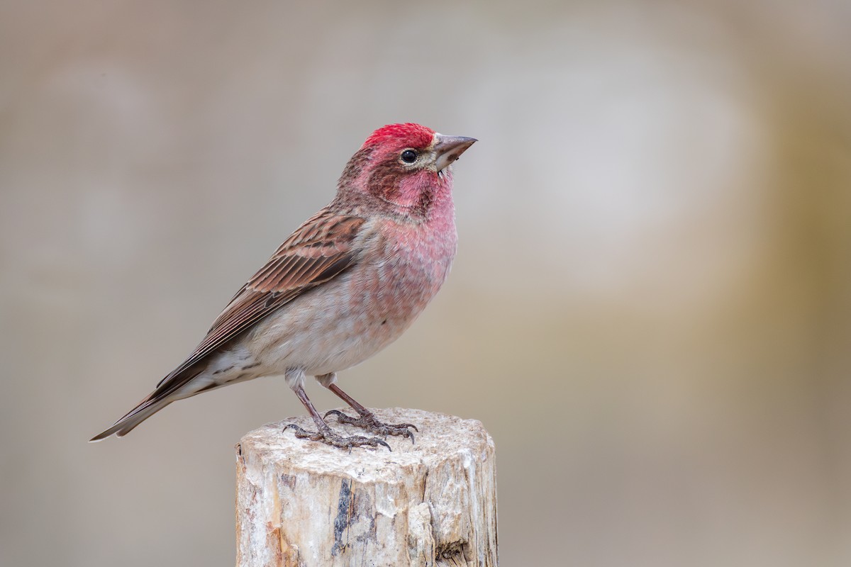 Cassin's Finch - ML633426475