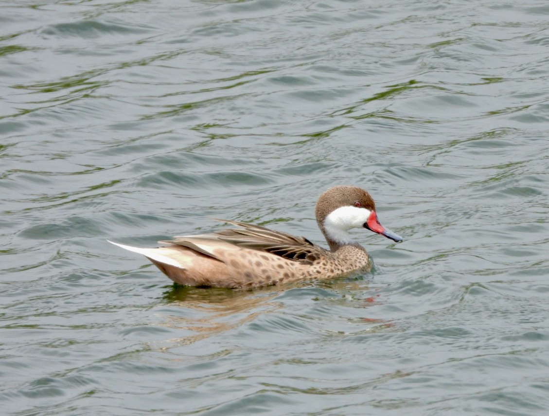 White-cheeked Pintail - ML633426479