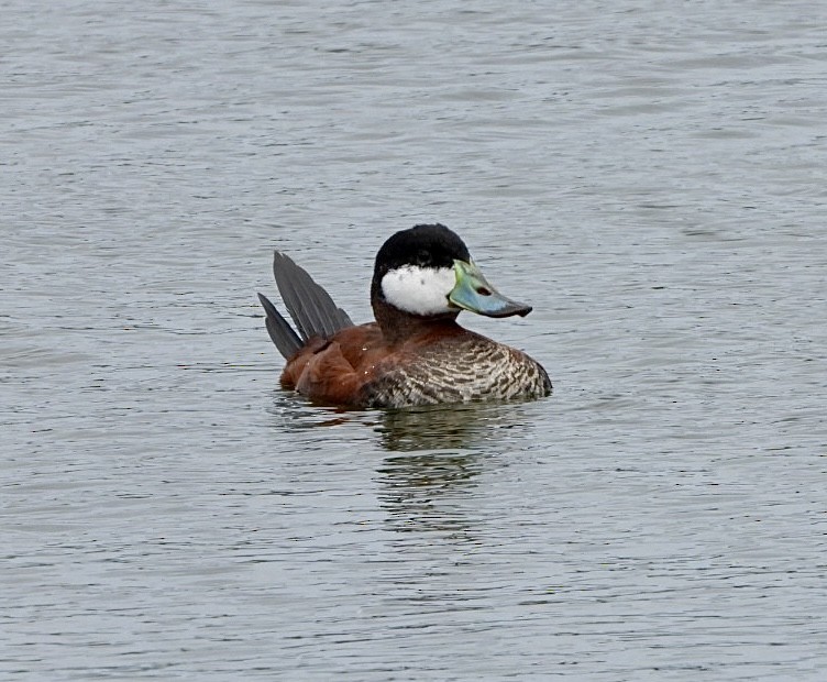 Ruddy Duck - ML633426490