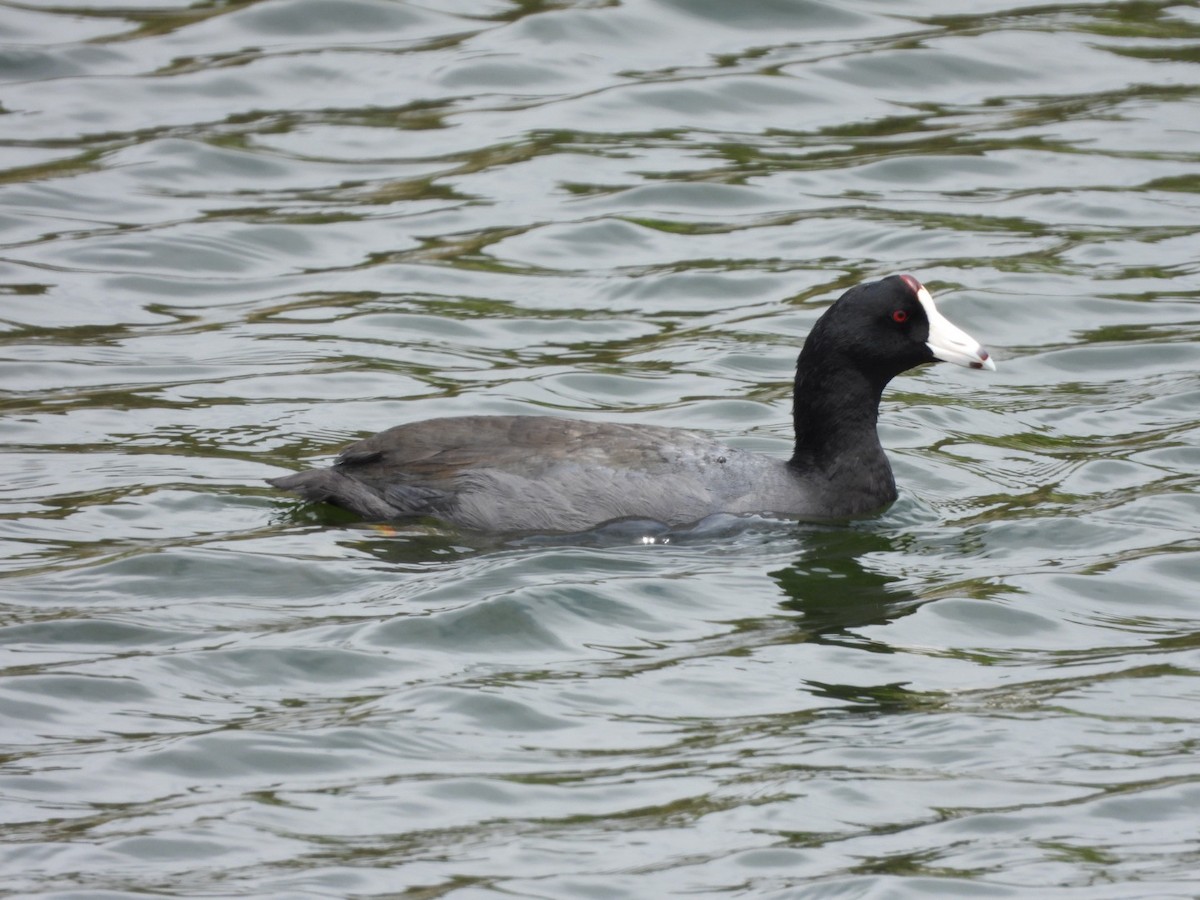 American Coot - ML633426505