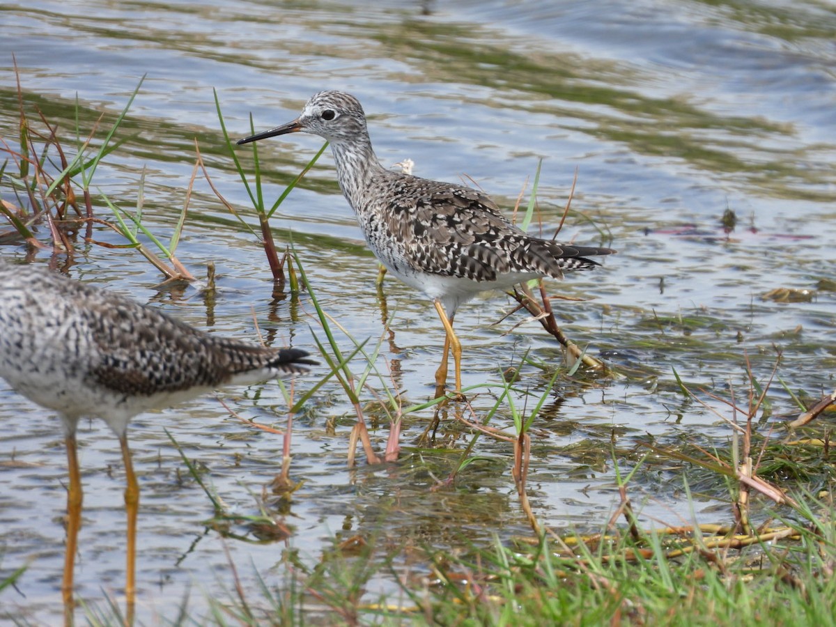 Lesser Yellowlegs - ML633426510