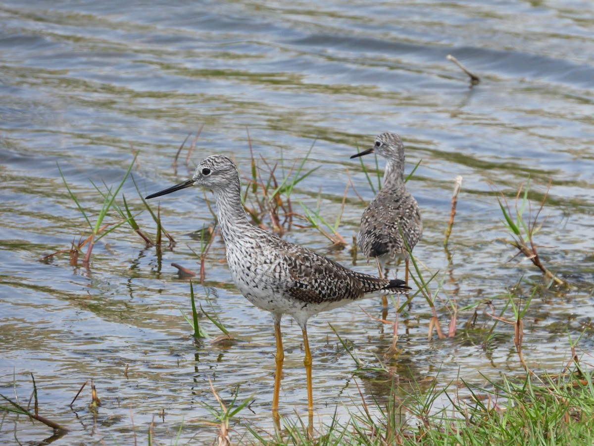 Greater Yellowlegs - ML633426528