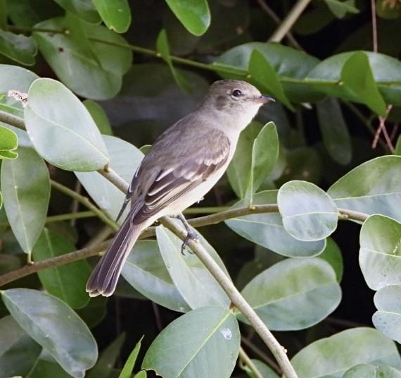 Caribbean Elaenia - ML633426539