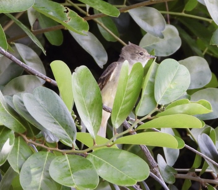 Caribbean Elaenia - ML633426540