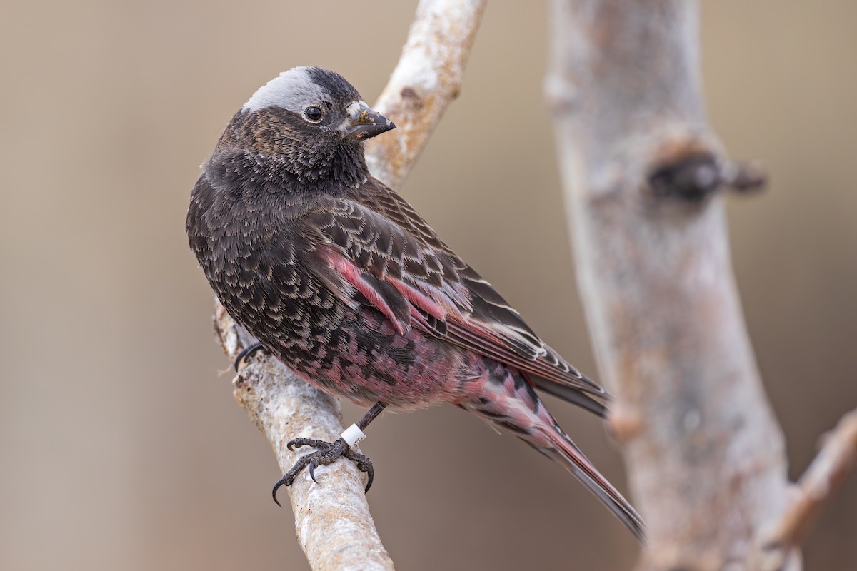 Black Rosy-Finch - Lesley Tullis