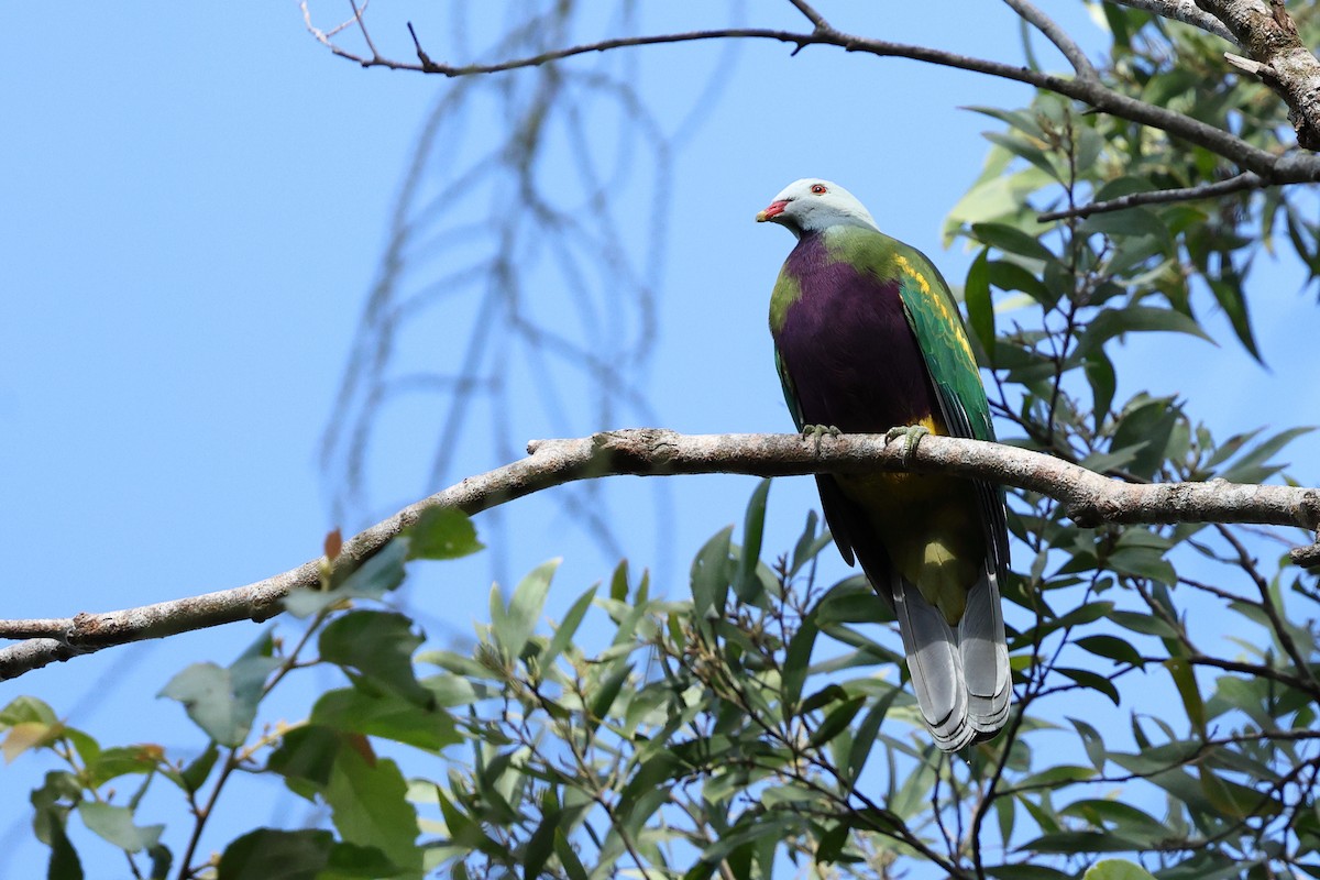 Wompoo Fruit-Dove - ML633426950