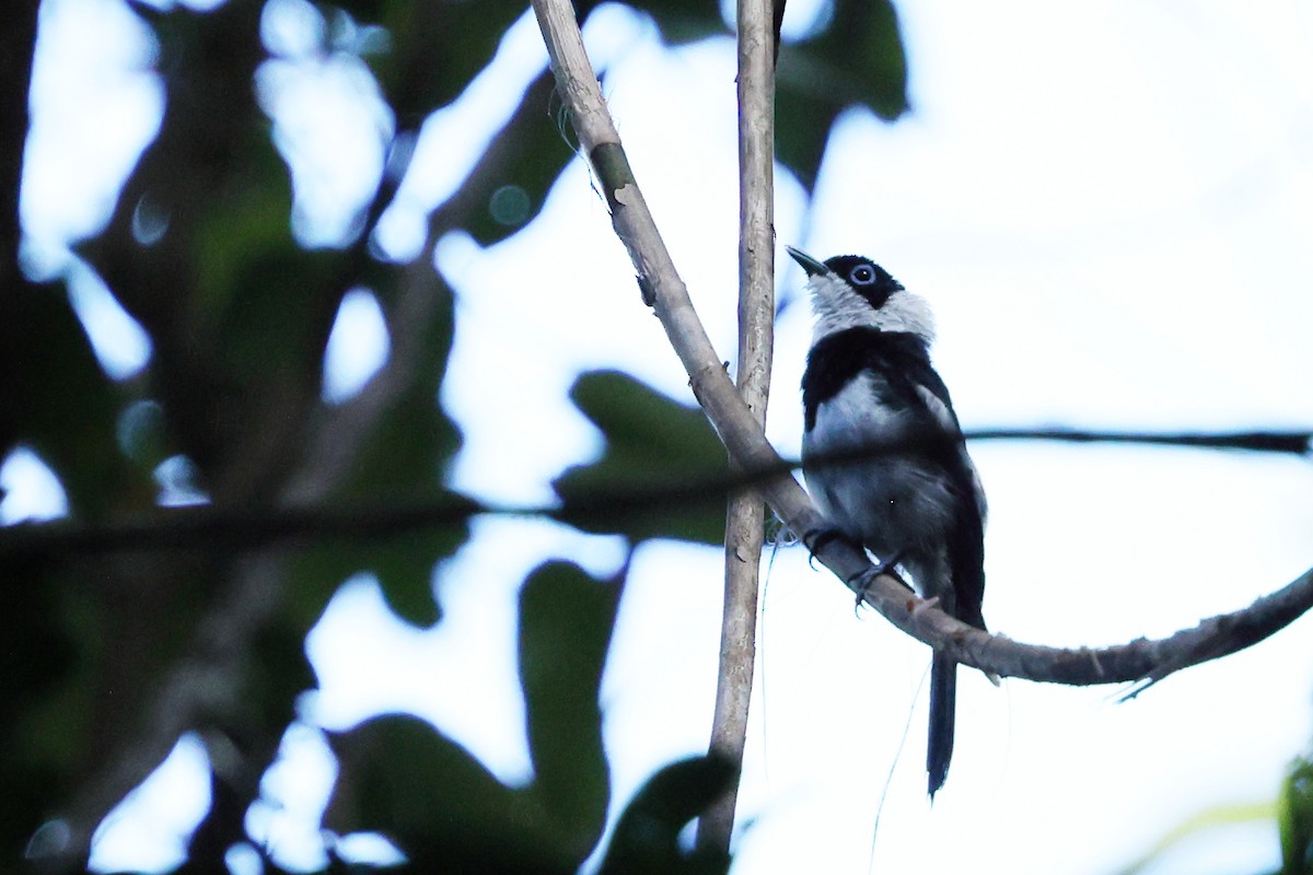 Pied Monarch - ML633427021