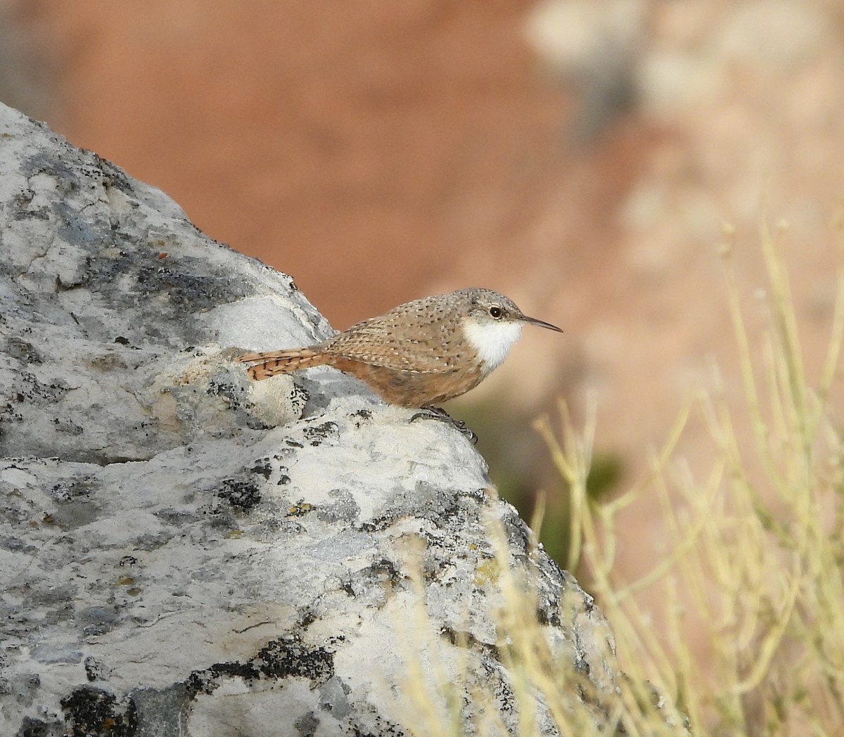 Canyon Wren - ML633427202