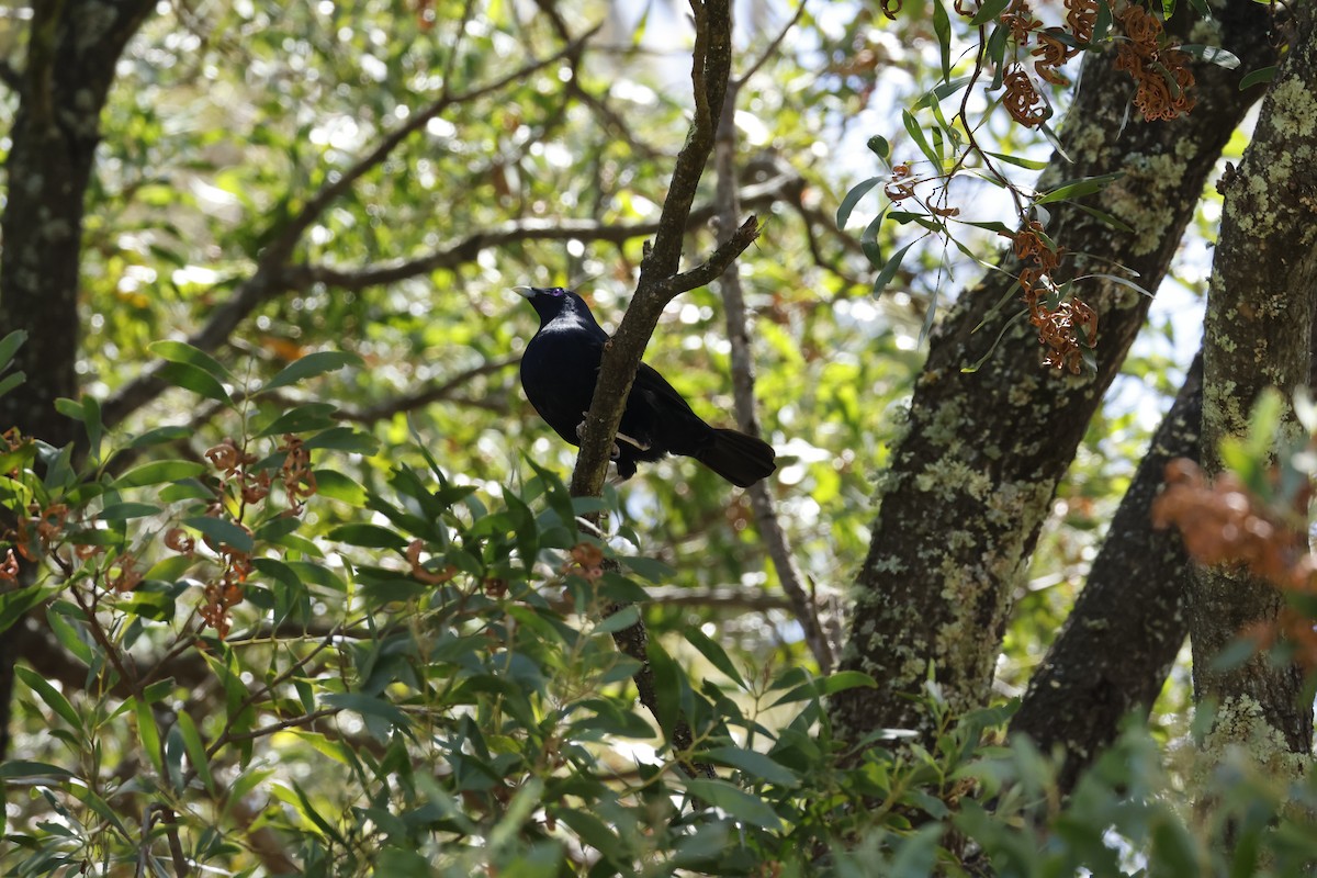 Seidenlaubenvogel - ML633427205