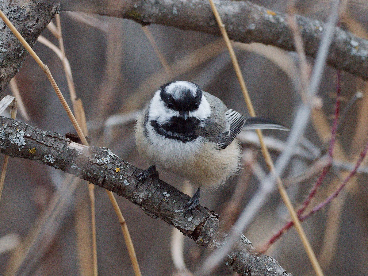 Black-capped Chickadee - ML633427217