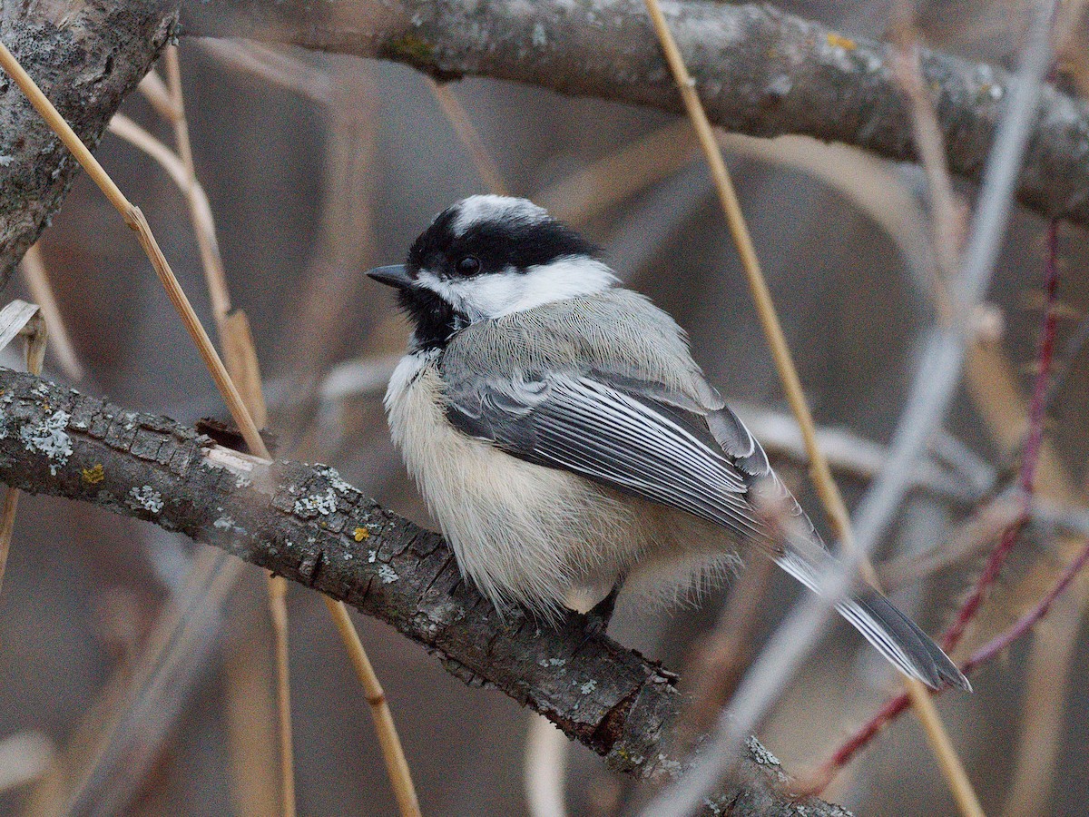 Black-capped Chickadee - ML633427218