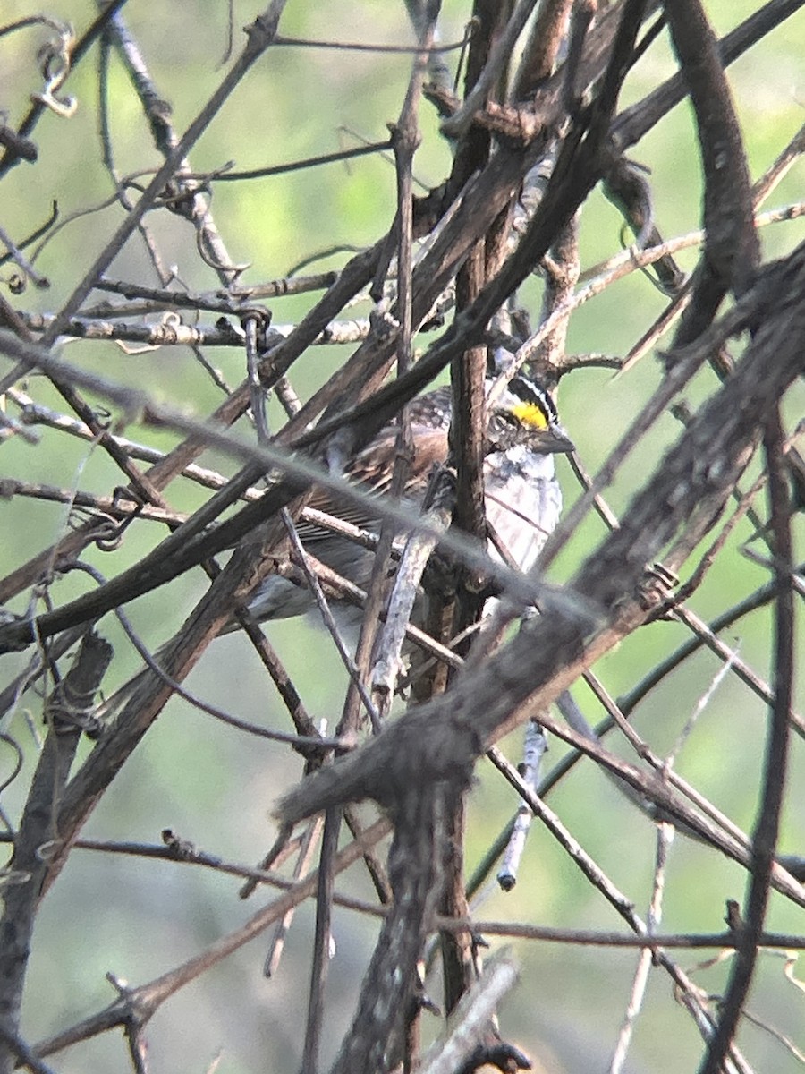 White-throated Sparrow - ML633427312