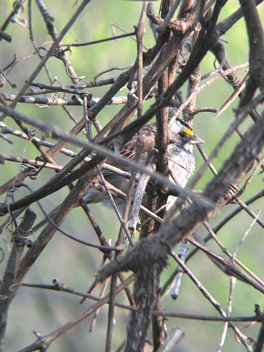 White-throated Sparrow - ML633427313