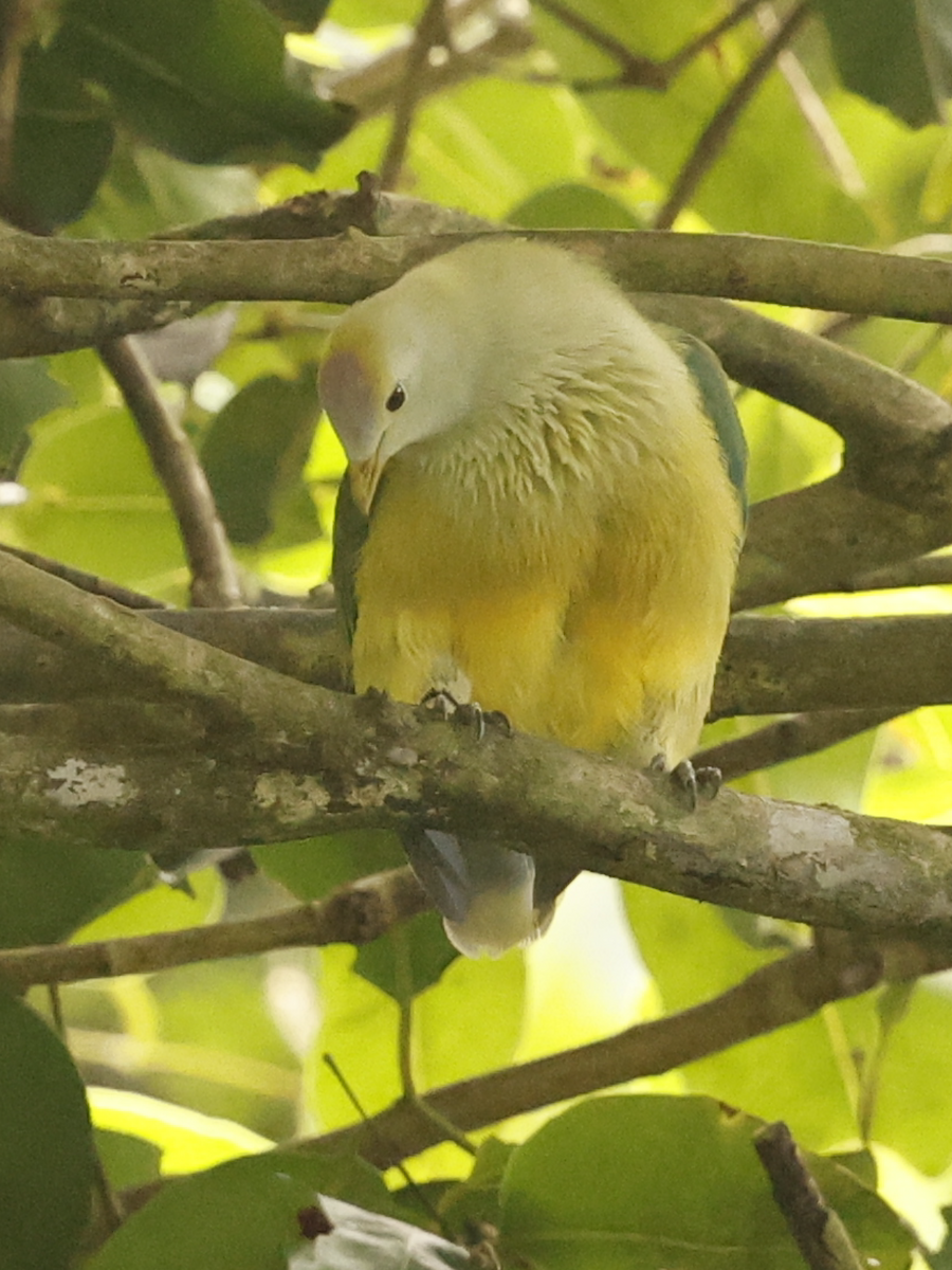 Raiatea Fruit-Dove - ML633427321