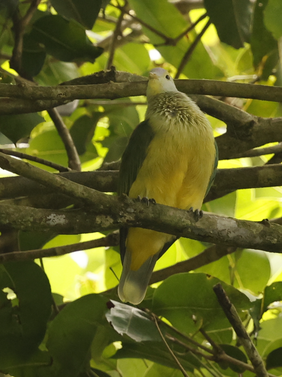 Raiatea Fruit-Dove - ML633427322