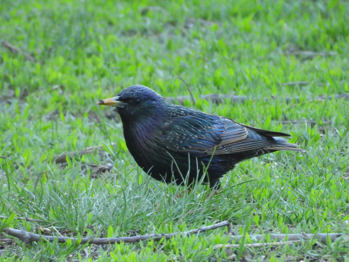European Starling - ML633427381
