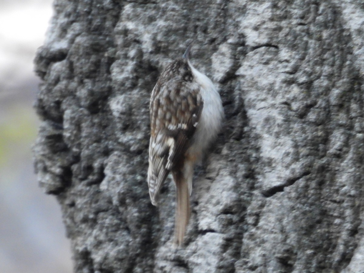 Brown Creeper - ML633427394