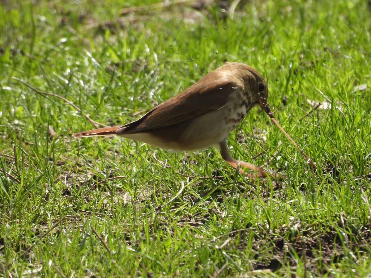 Hermit Thrush - ML633427426