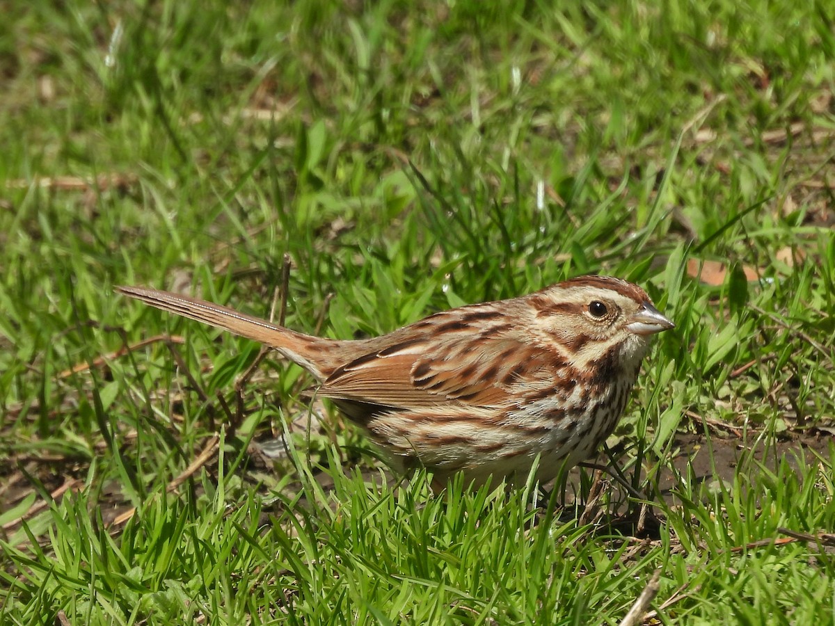 Song Sparrow - ML633427435