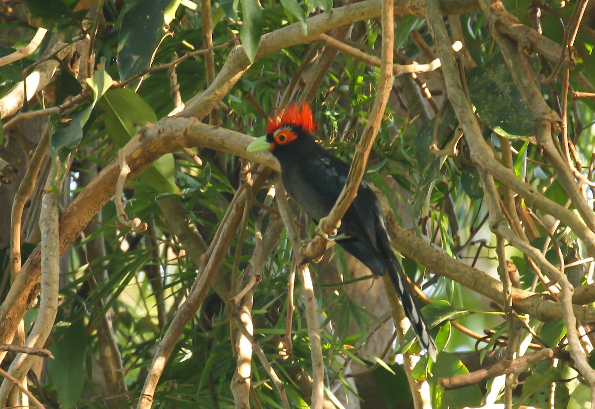 Red-crested Malkoha - ML633427488