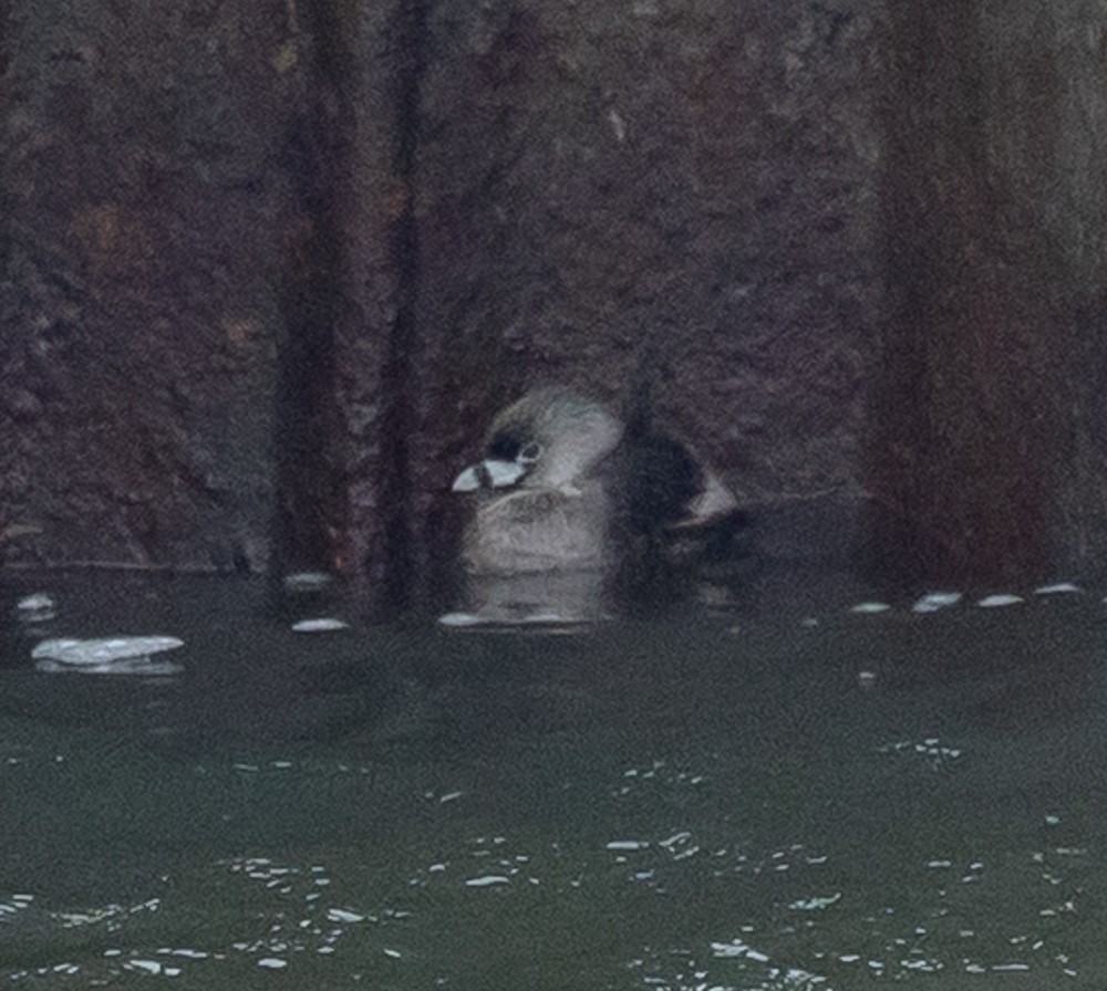 Pied-billed Grebe - ML633427638