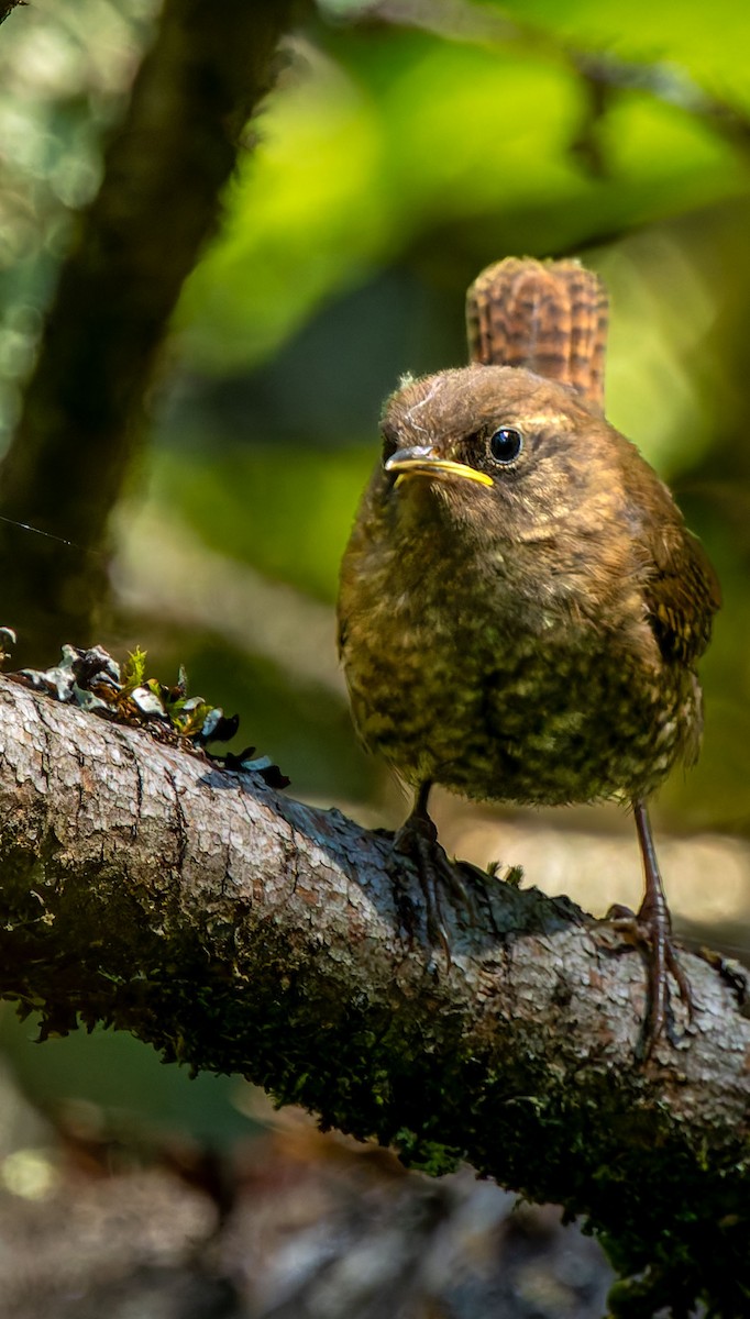 Winter Wren - Tara Plum