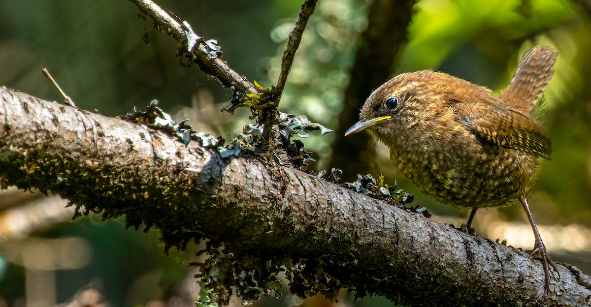 Winter Wren - Tara Plum