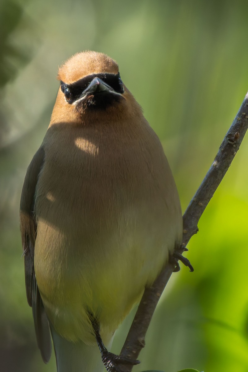 Cedar Waxwing - Tara Plum