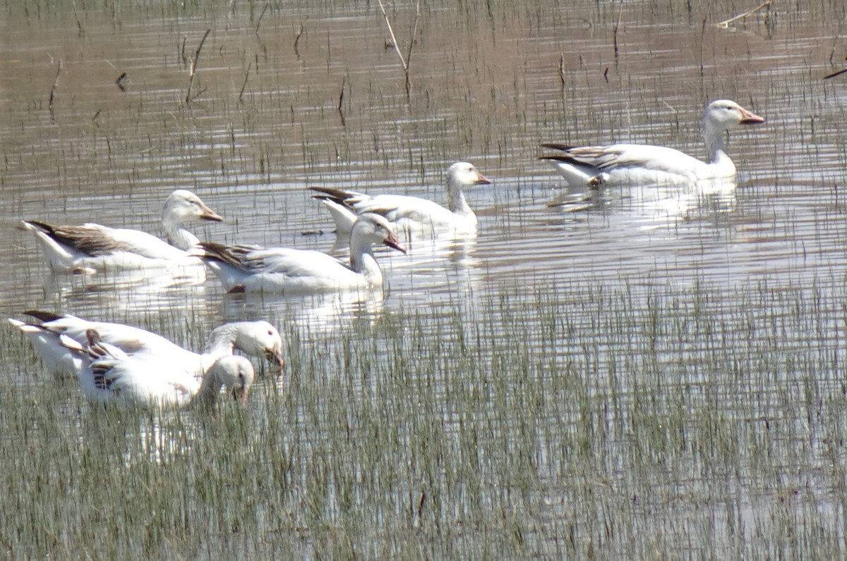 Snow Goose - ML633427753