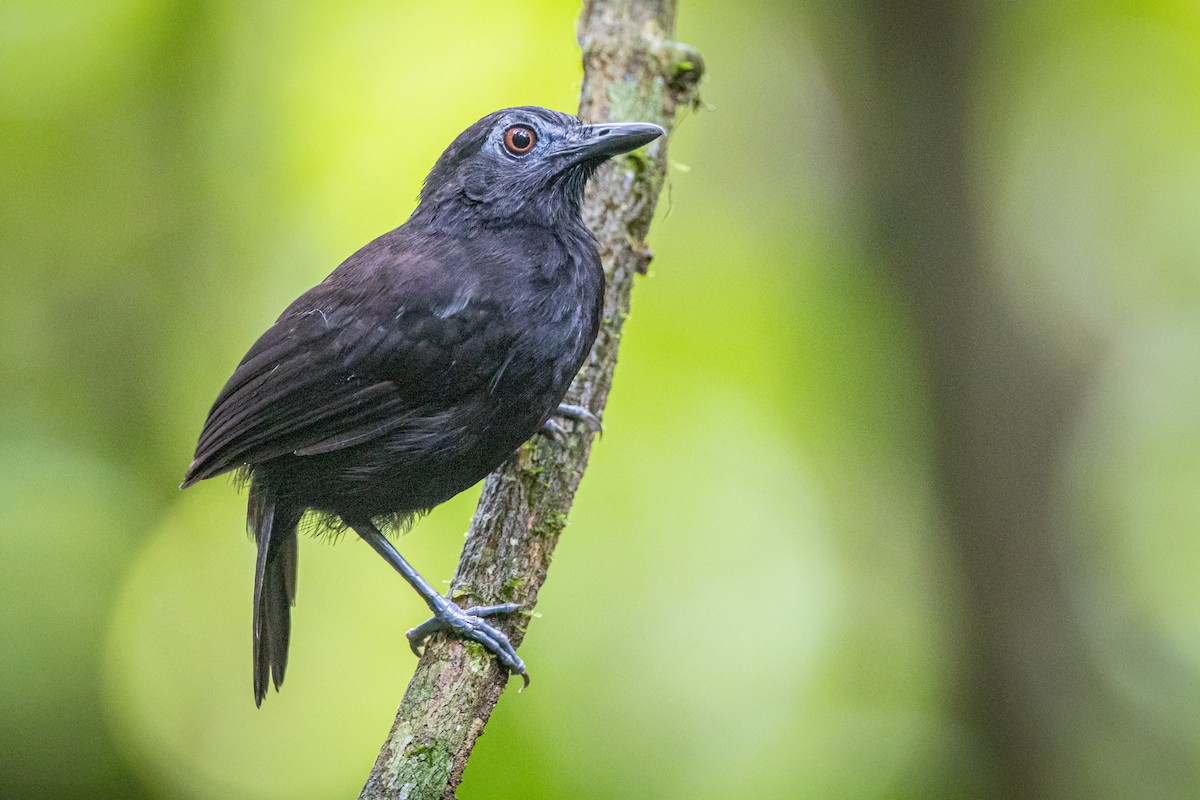 White-shouldered Antbird - ML633427851