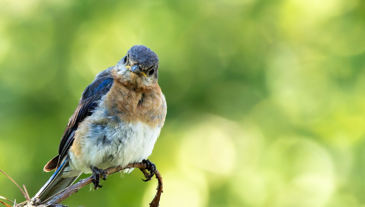Eastern Bluebird - ML633427859