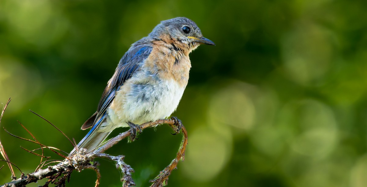 Eastern Bluebird - ML633427860