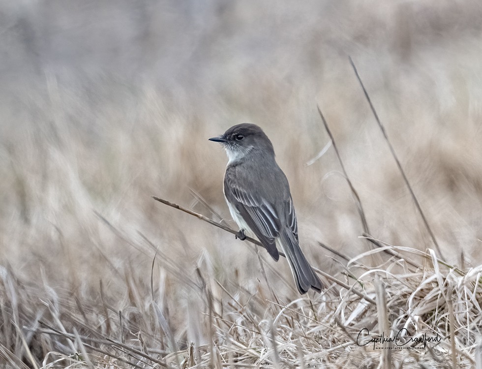 Eastern Phoebe - ML633427885