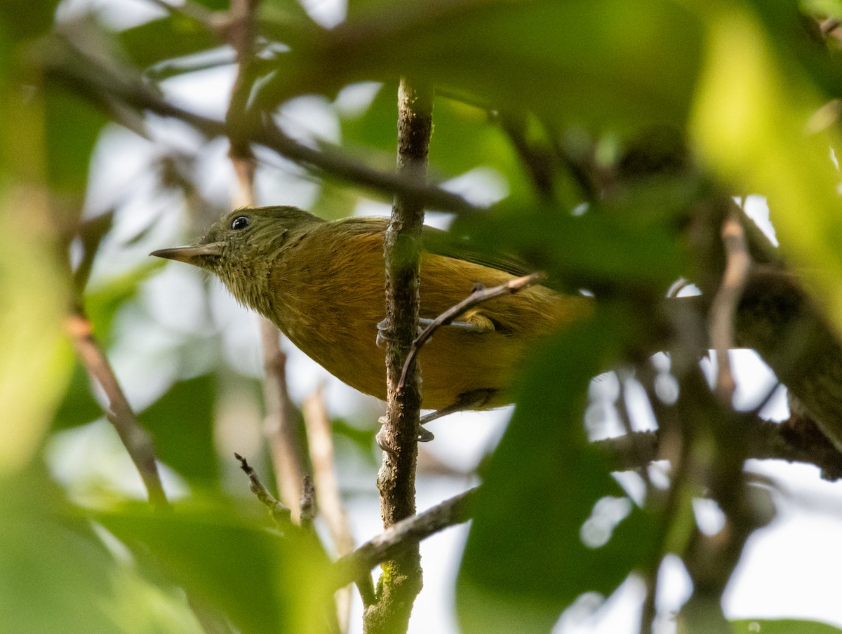 McConnell's Flycatcher - ML633427944