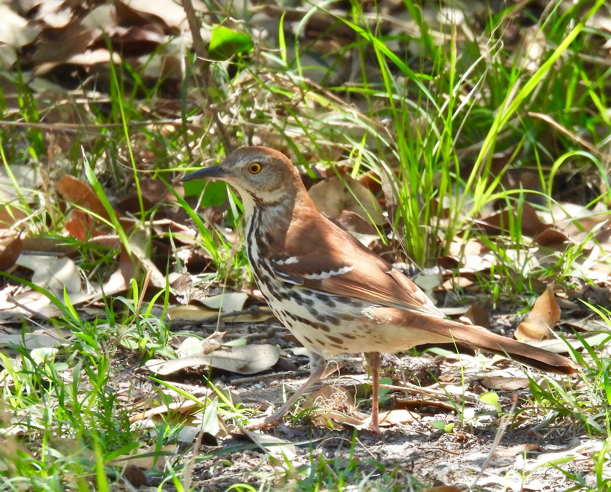 Рыжий пересмешник - ML633428099