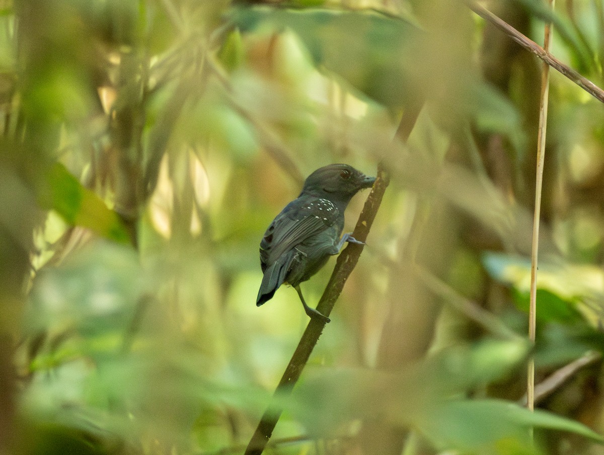 White-shouldered Antshrike - ML633428112