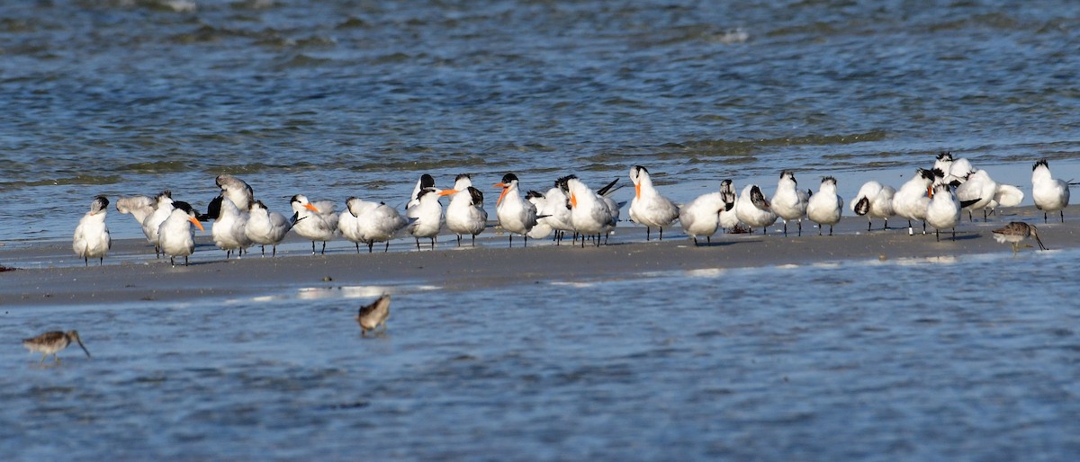 Royal Tern - ML633428187