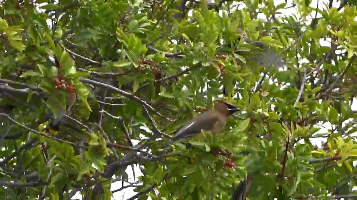 Cedar Waxwing - Bruce Schine