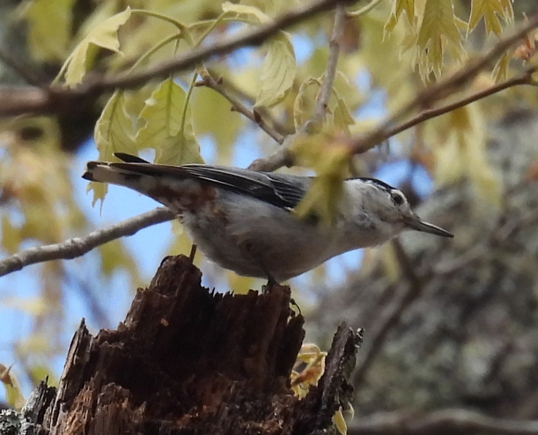 Weißbrustkleiber - ML633428407