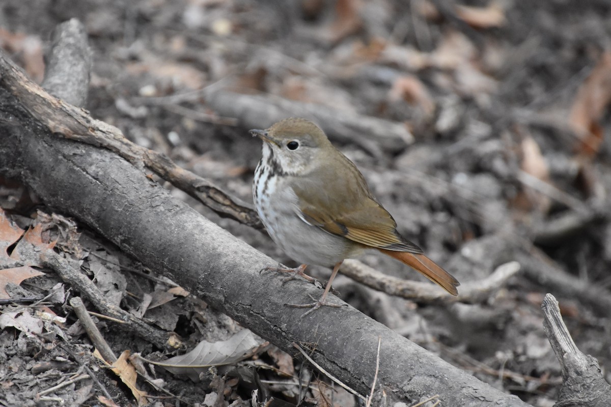 Hermit Thrush - ML633428438