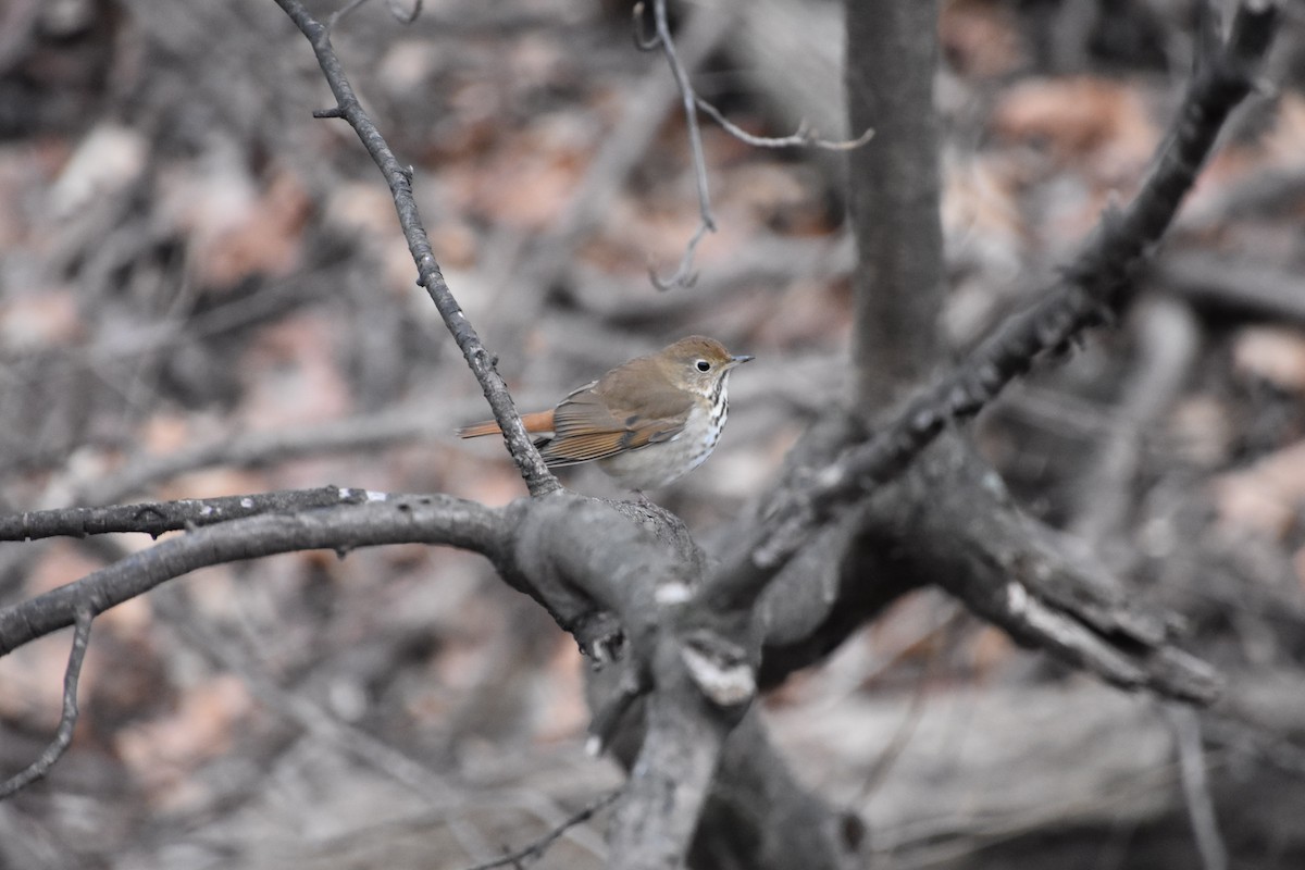 Hermit Thrush - ML633428439