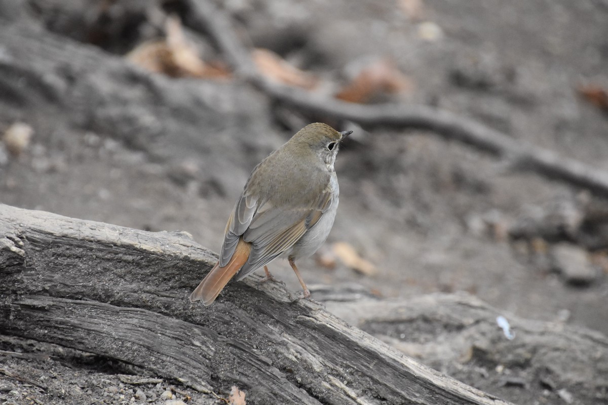 Hermit Thrush - ML633428440