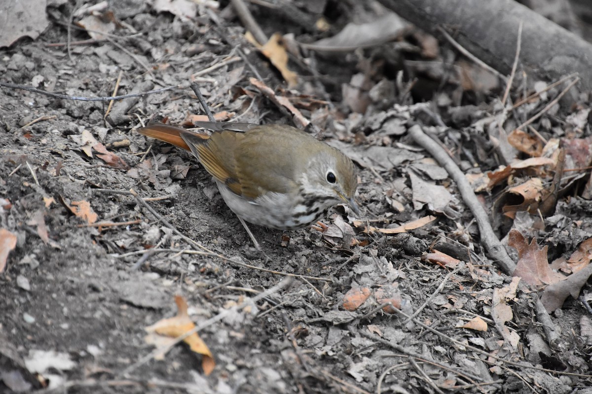 Hermit Thrush - ML633428441