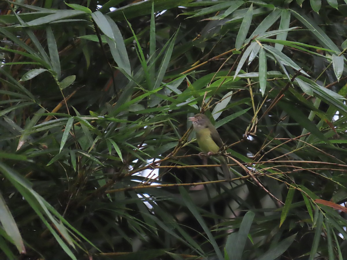 Scrub Greenlet - Ann Kovich