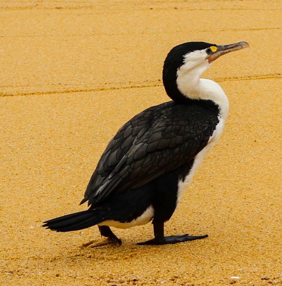 マミジロウ - ML633428597